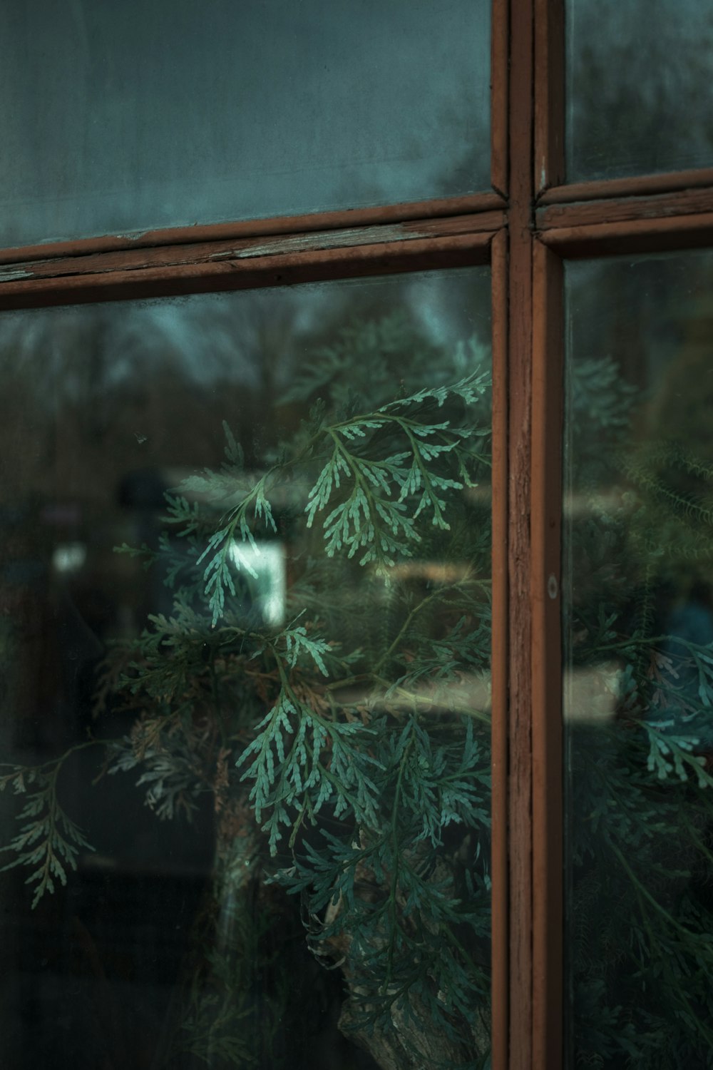 a close up of a window with a tree outside of it