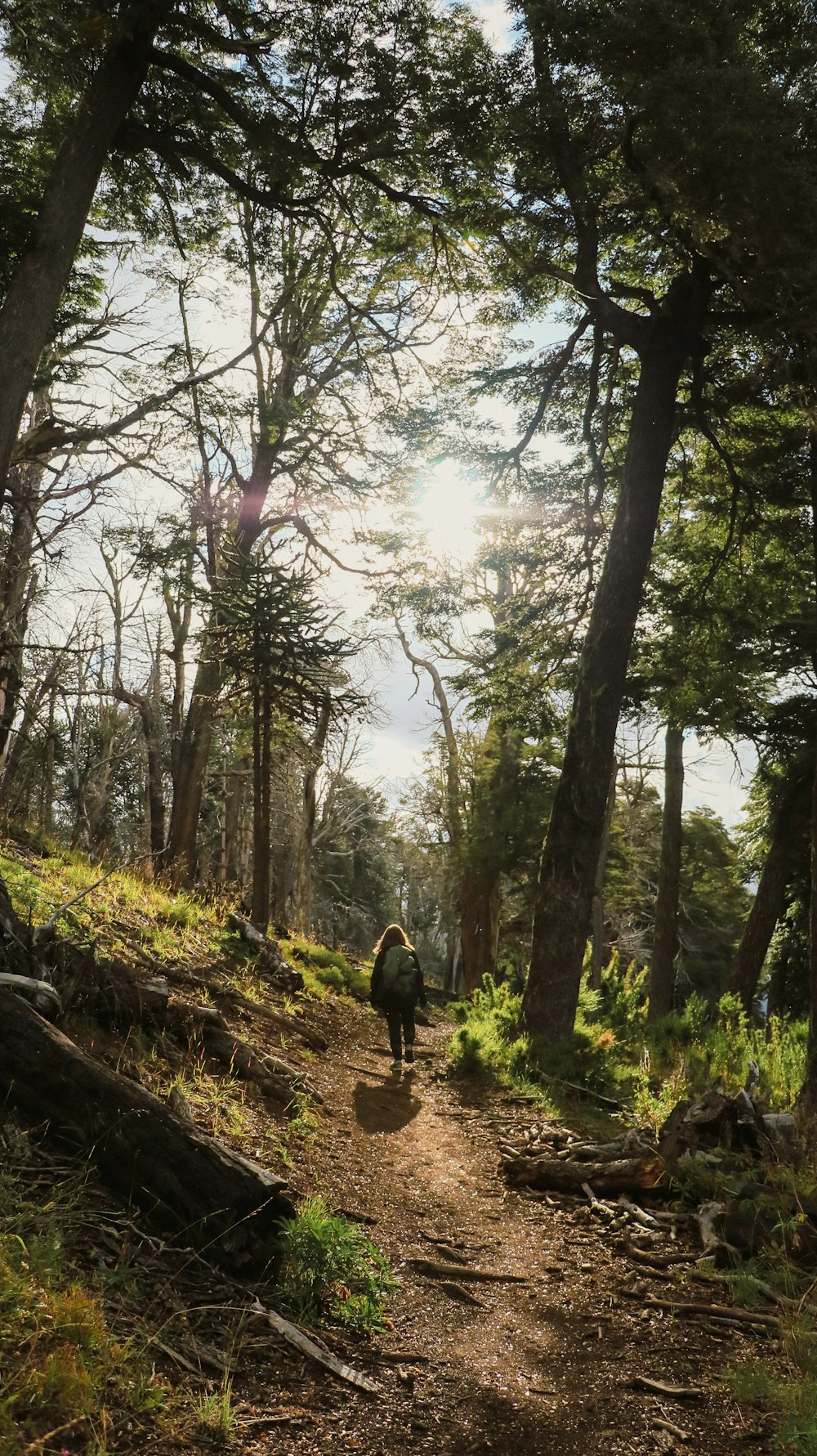 Una persona caminando por un sendero en el bosque