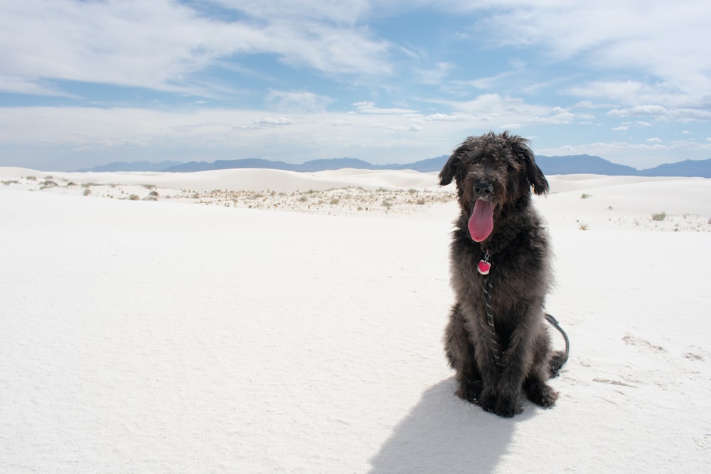 a black dog sitting in the middle of a desert