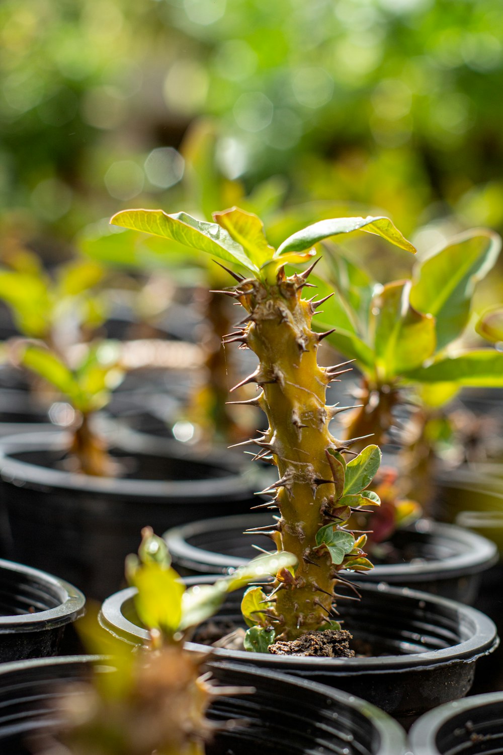 a close up of a small plant in a pot