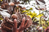 Close-up of hands holding freshly harvested sesame seed pods.