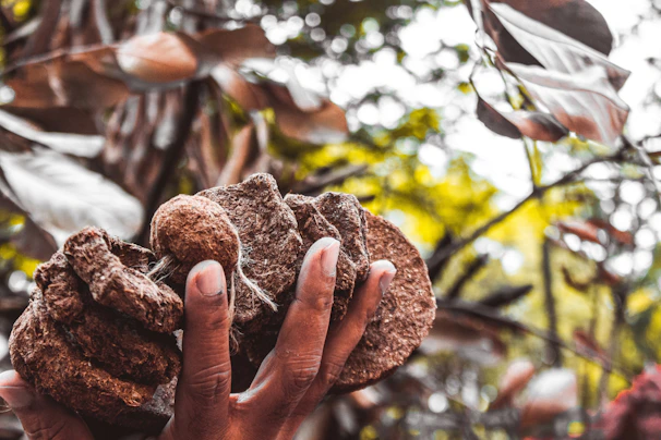 Close-up of hands holding colorful native seeds against a backdrop of green leaves.