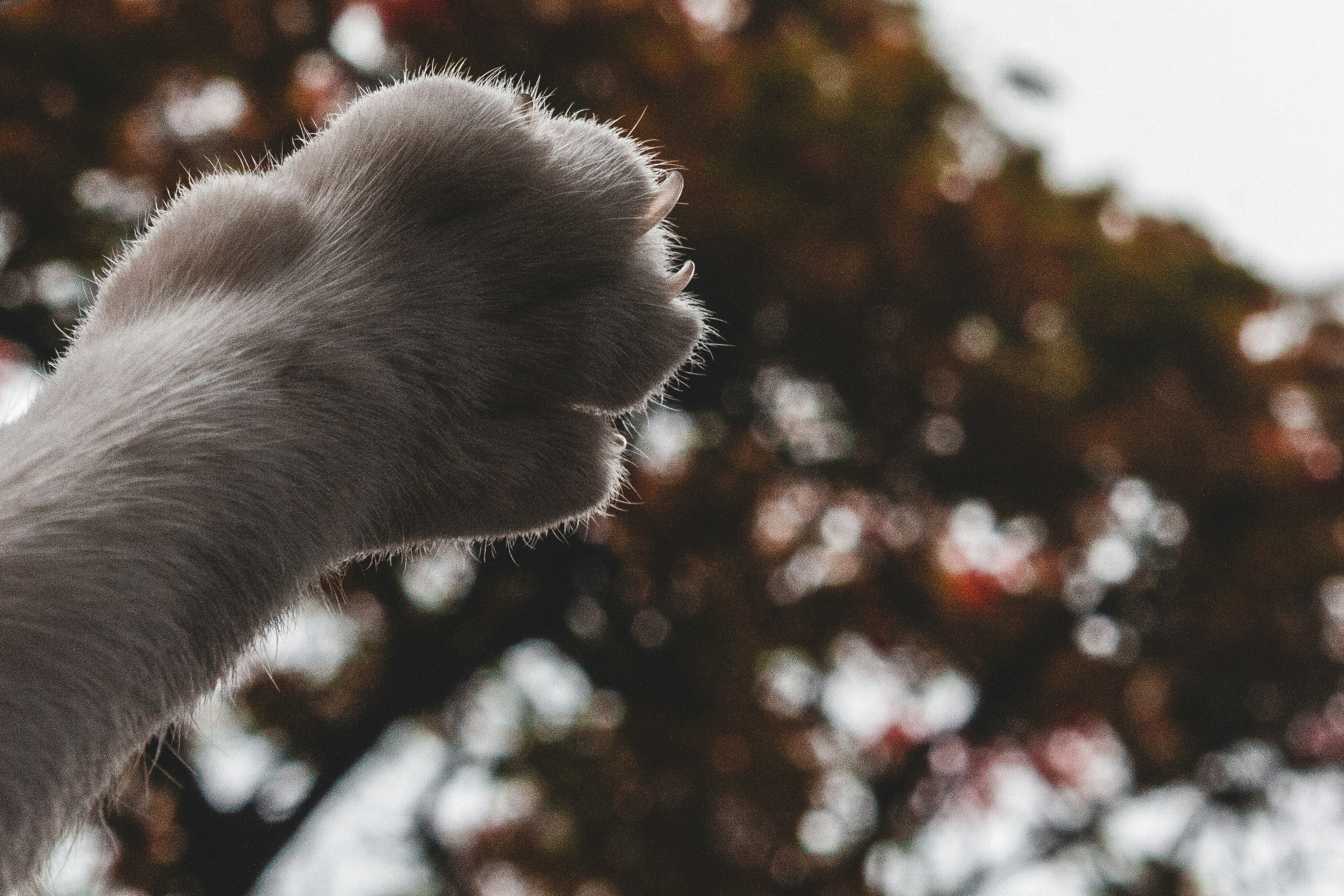 Close up of a cat's paw with trees — a peaceful final journey