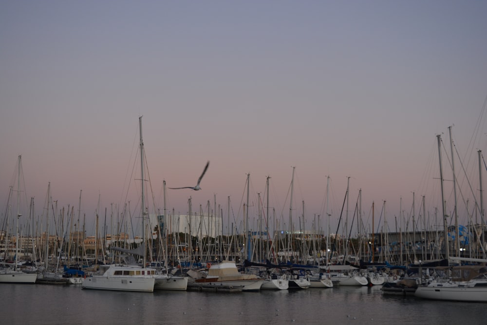 a bunch of boats that are in the water