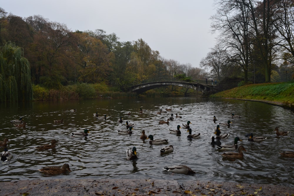 a bunch of ducks are swimming in the water