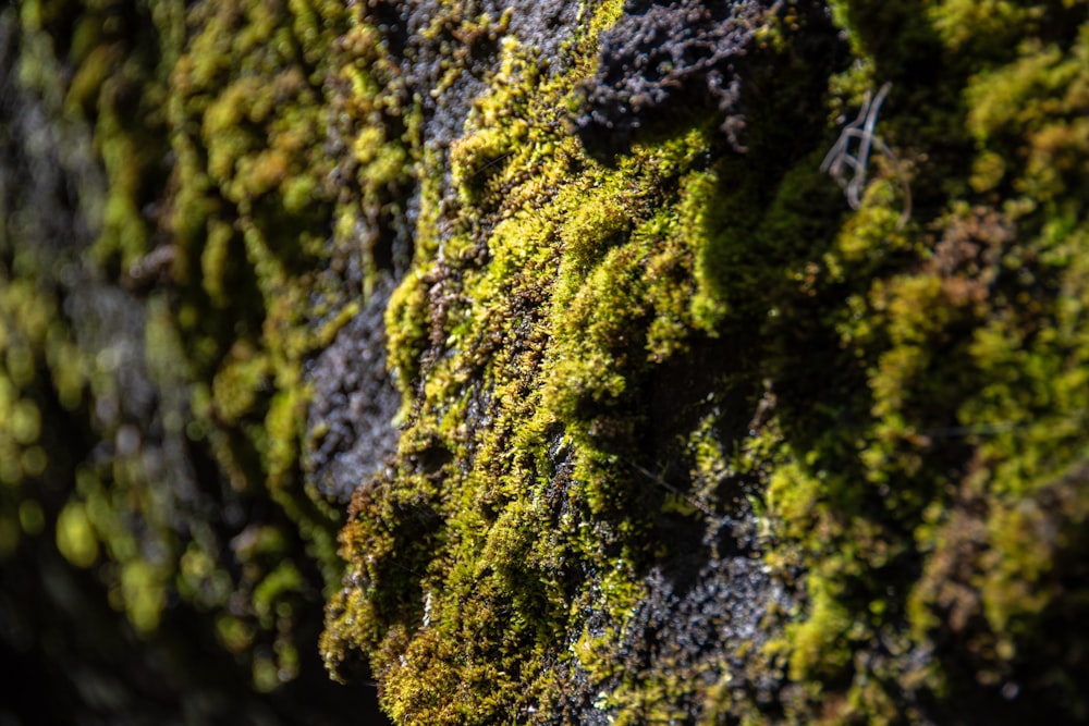 a close up of moss growing on a rock