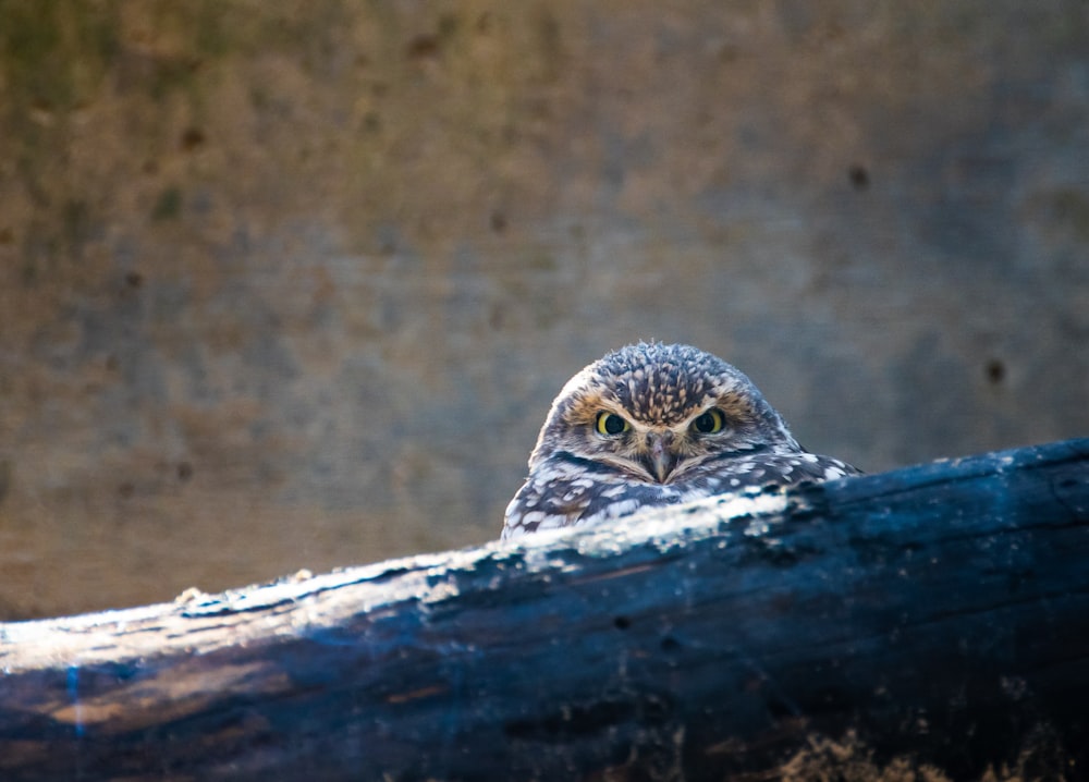 Un petit hibou est assis sur une bûche