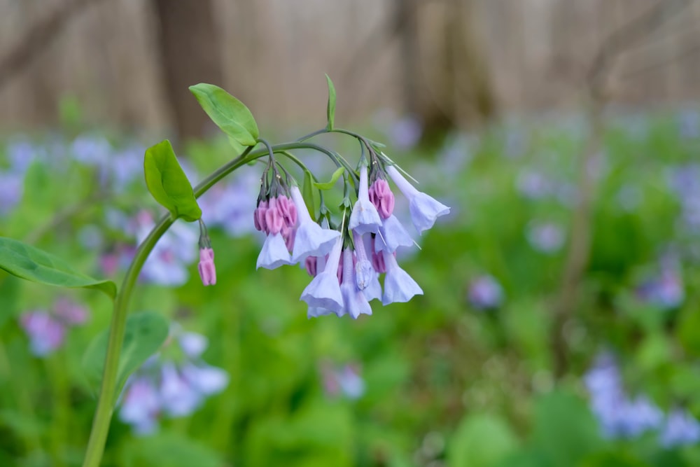 ein Strauß Blumen, die im Gras sind