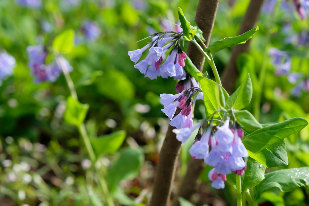 a bunch of purple flowers growing in a field