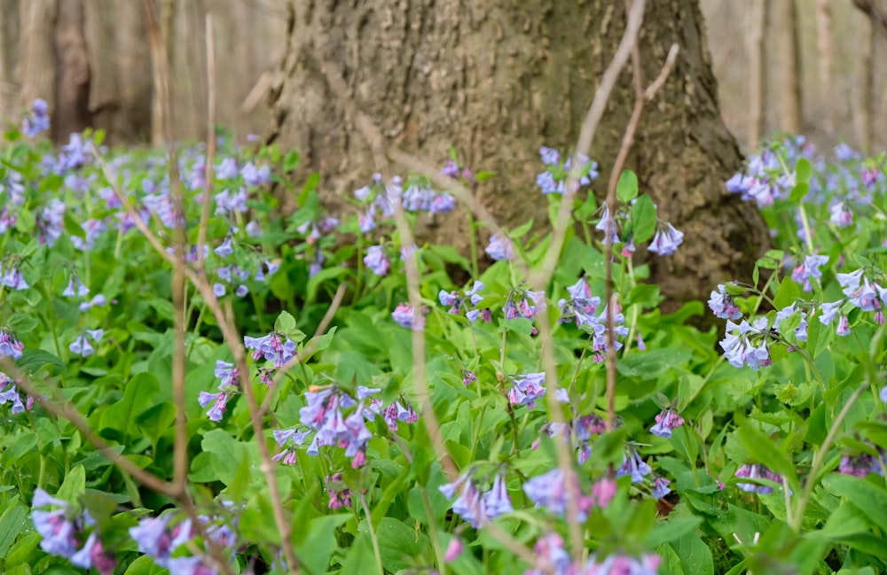 a field of blue flowers next to a tree