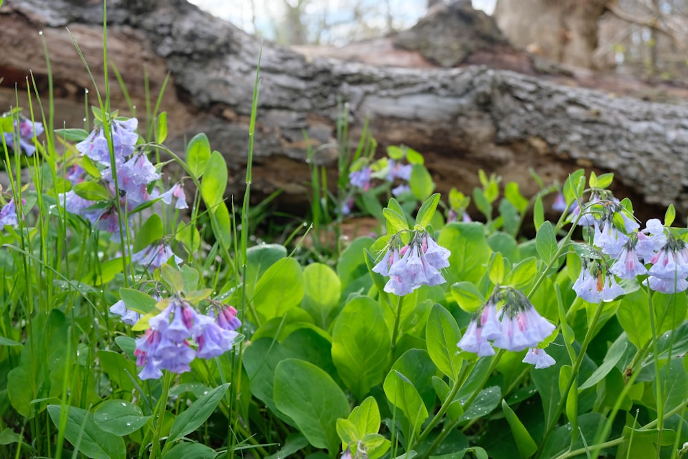 a group of purple flowers sitting in the grass