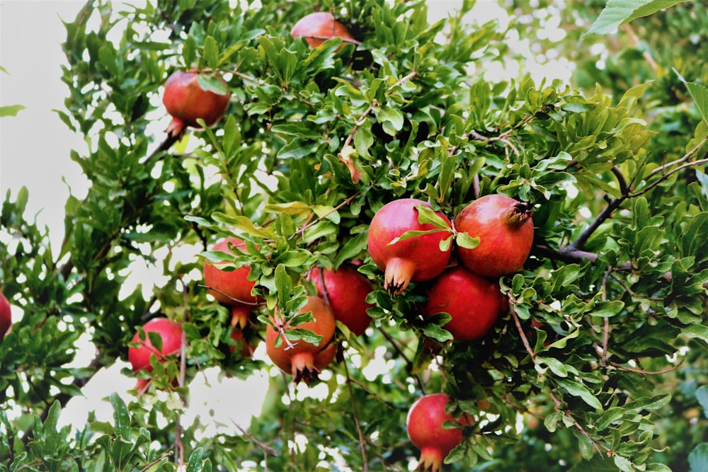 a bunch of pomegranates growing on a tree