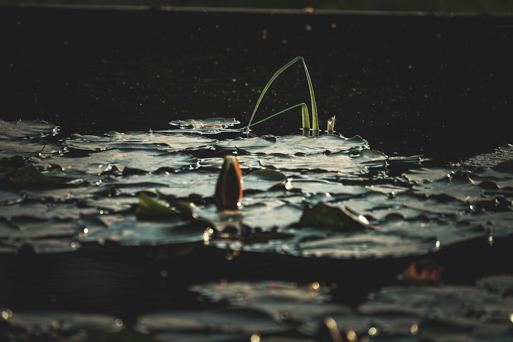 a close up of a body of water with a plant in it