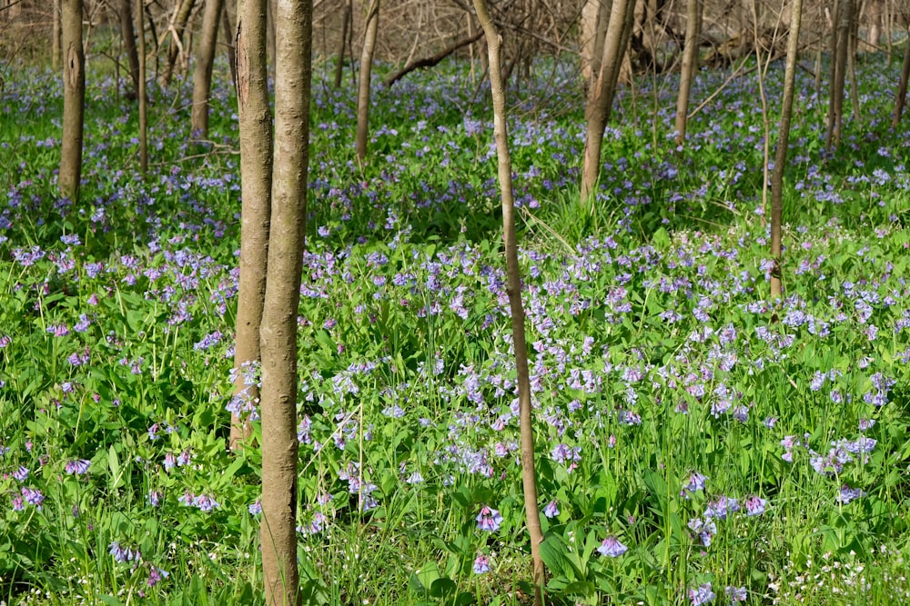 um campo cheio de flores azuis ao lado de árvores