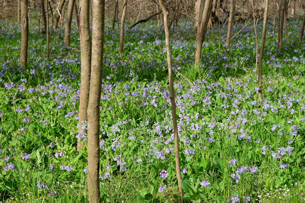 a field full of blue flowers next to trees