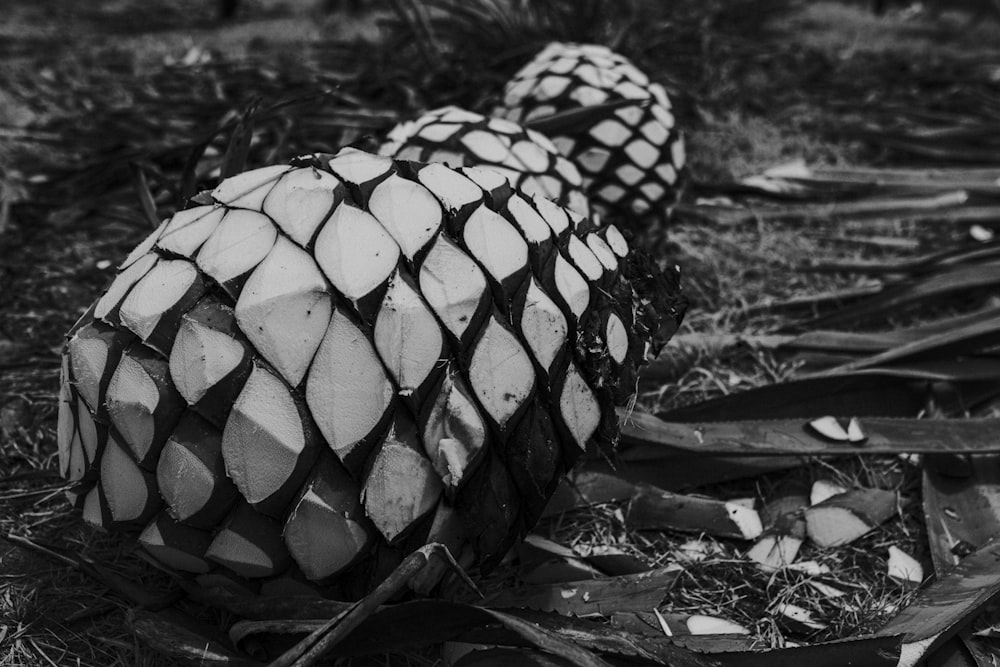 a black and white photo of an object on the ground