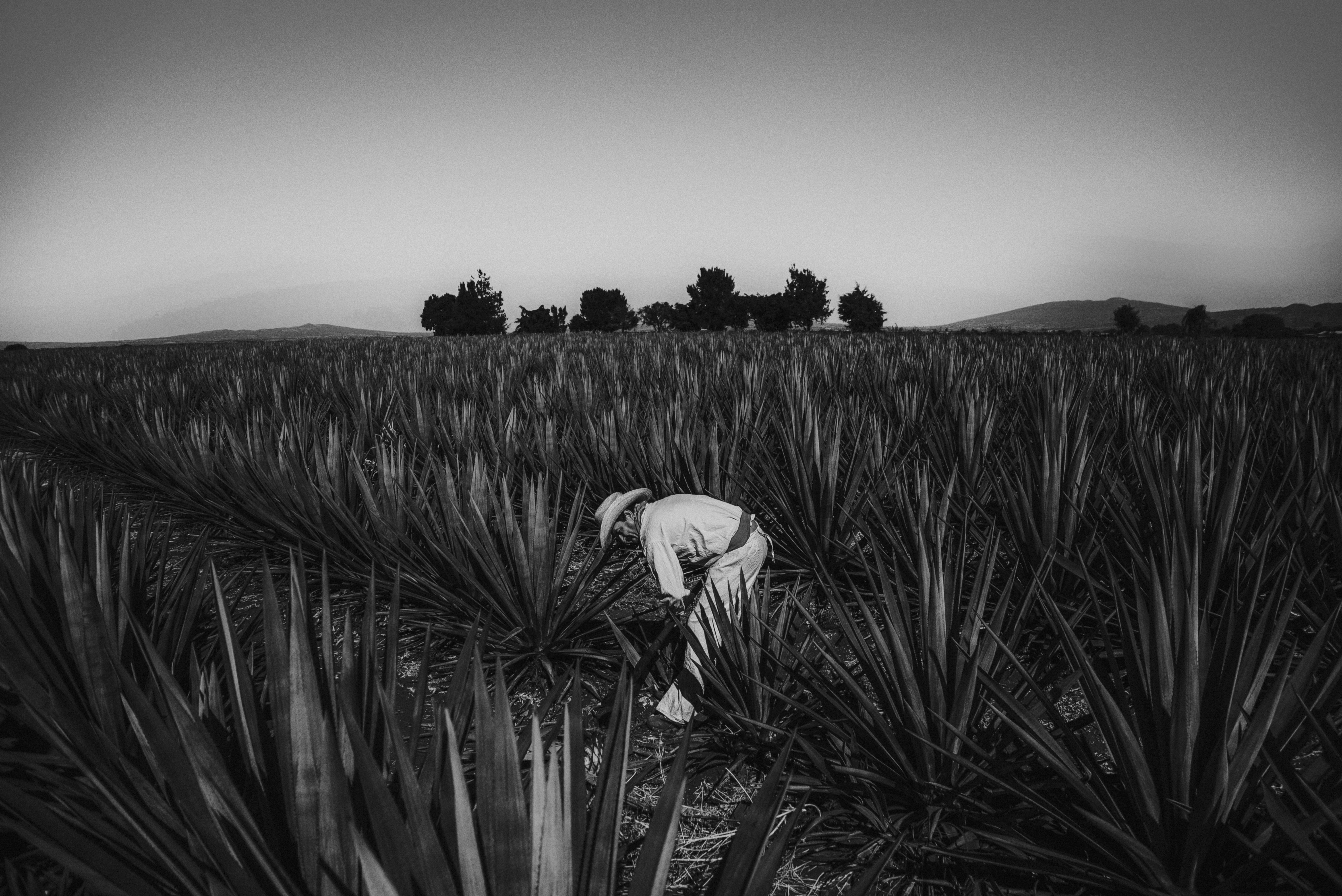 a black and white photo of a person in a field