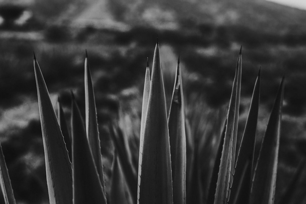 a black and white photo of a plant