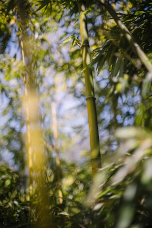 Tall bamboo stalks surrounded by dense green leaves. Soft, diffused lighting creates a serene atmosphere. The focus is on the vertical stalks while the background is blurred, highlighting the natural setting.