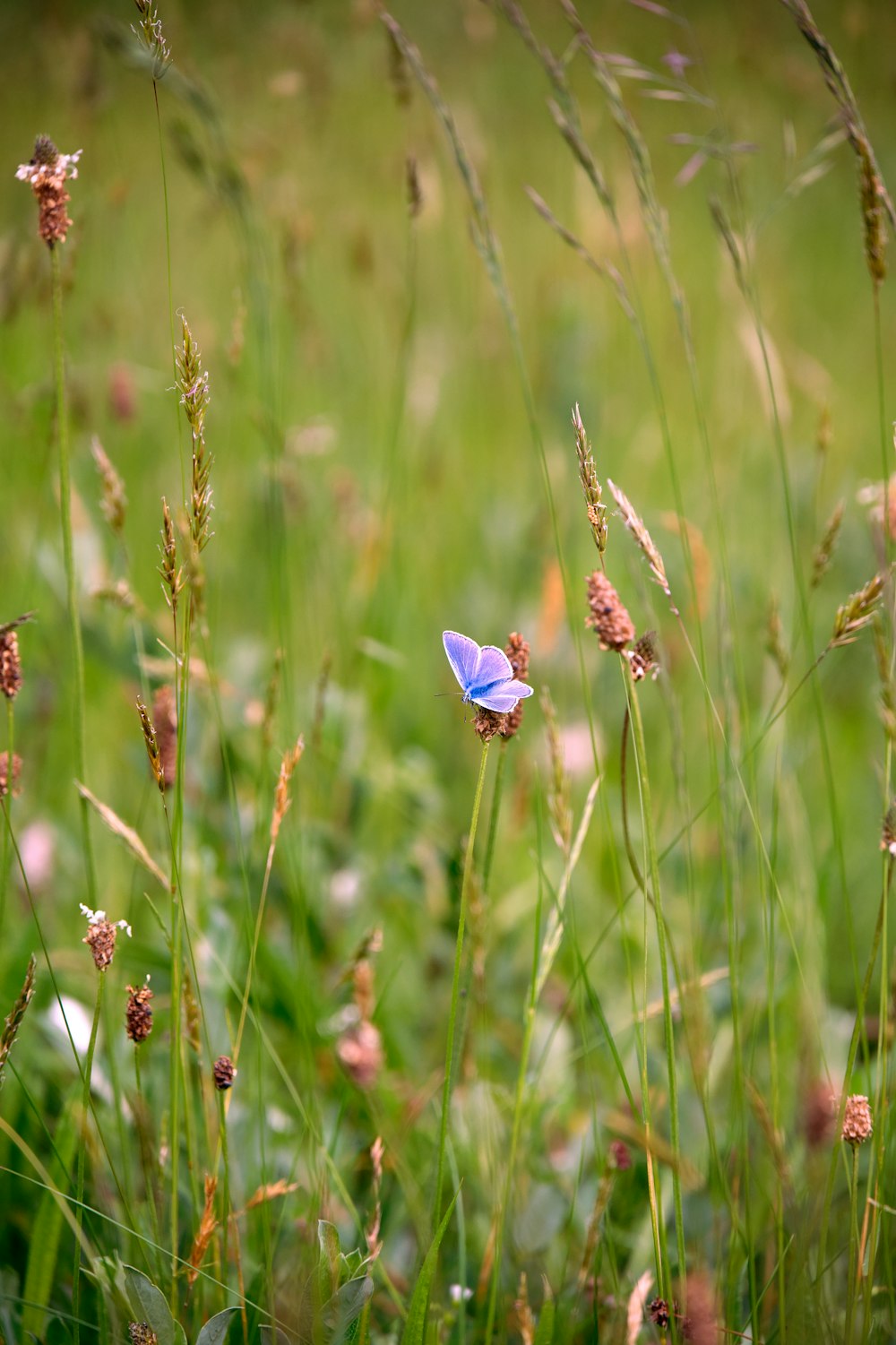 Una mariposa azul sentada en la cima de un campo verde