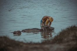 A farmer gently handling a buffalo, showcasing respectful animal care.