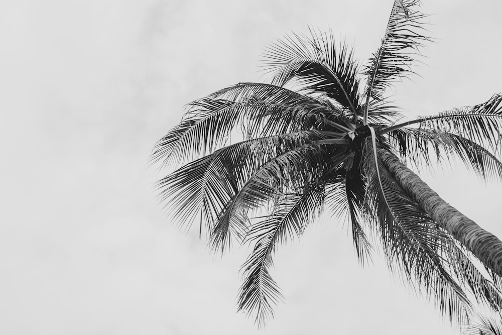 a black and white photo of a palm tree