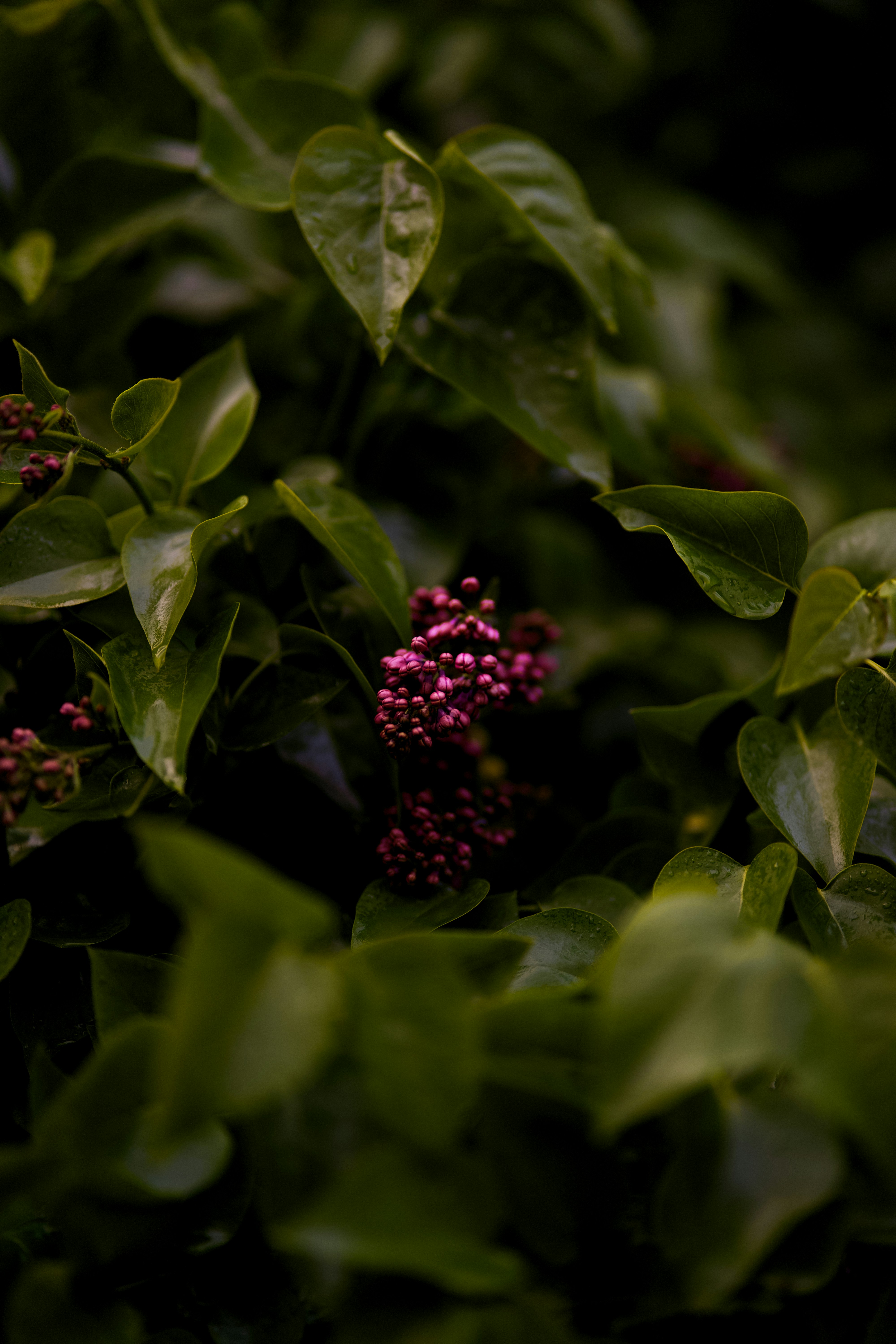 Photo by koshiera