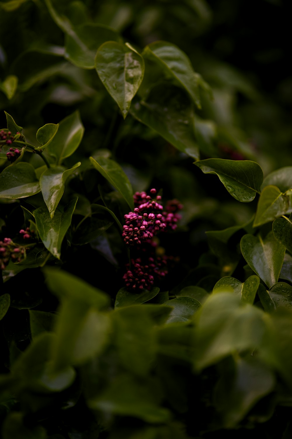 a bush with green leaves and a pink flower