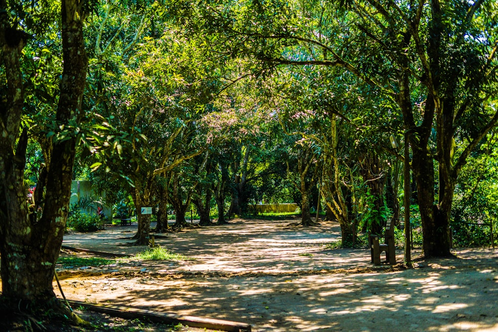 a dirt road surrounded by lots of trees