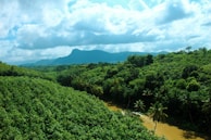 a river running through a lush green forest