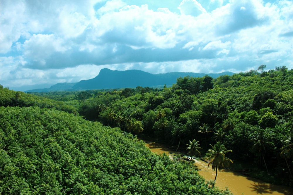 a river running through a lush green forest