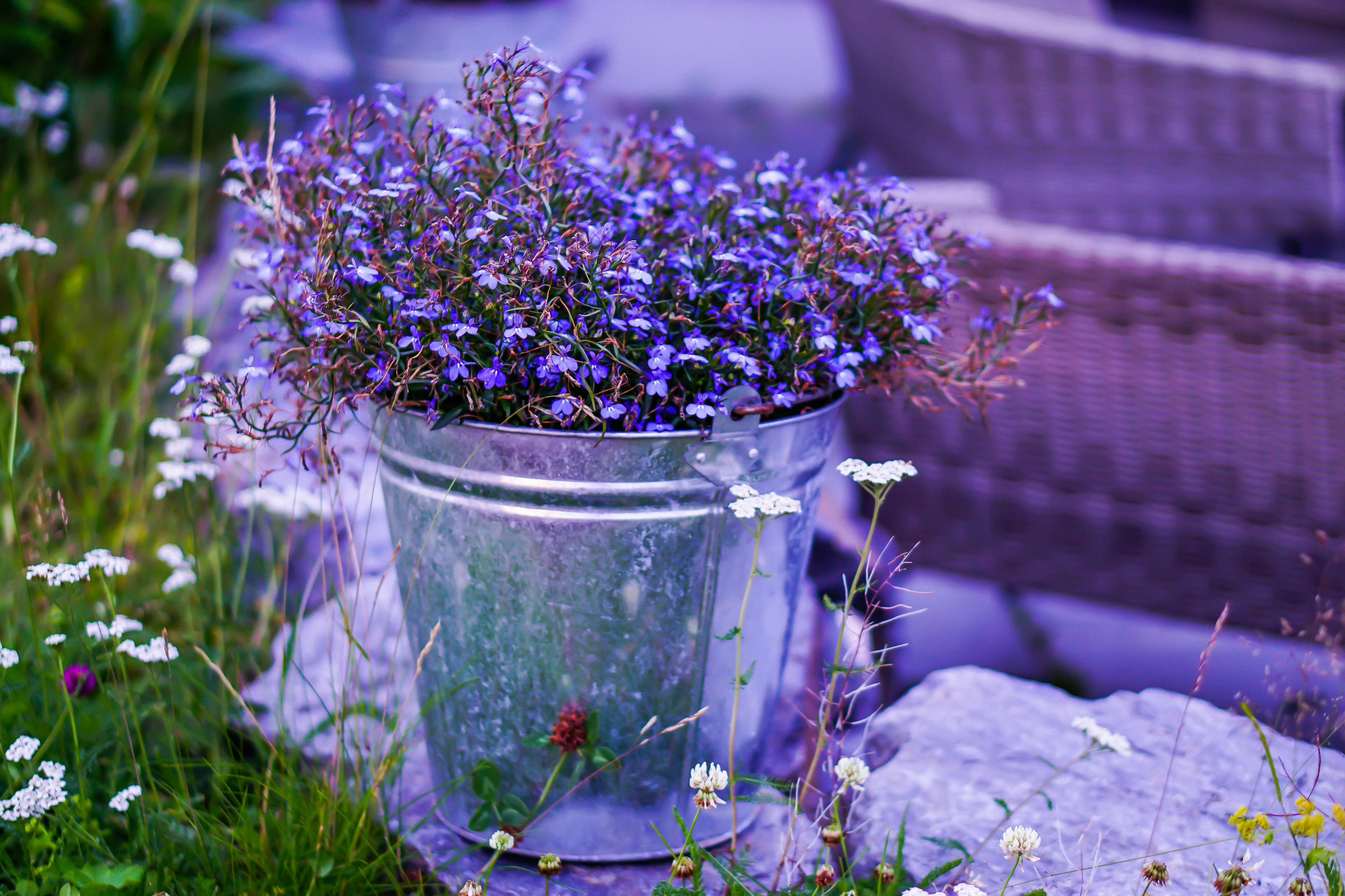 Floral from Unsplash