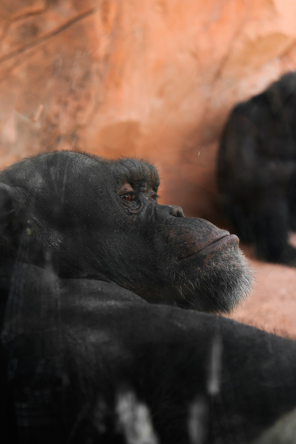 a close up of a gorilla laying on the ground