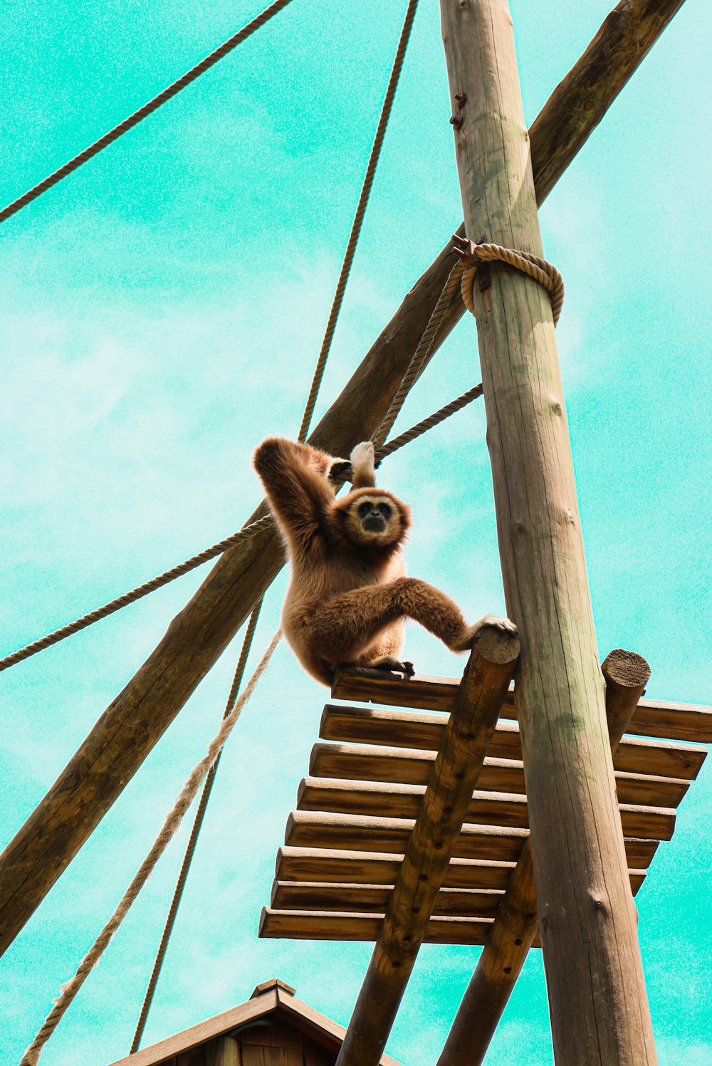 a monkey hanging on to a wooden structure