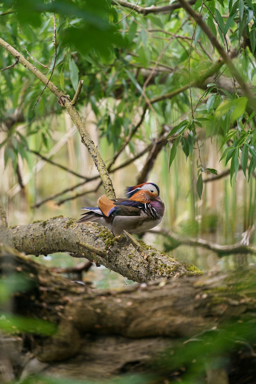 a couple of birds sitting on top of a tree branch