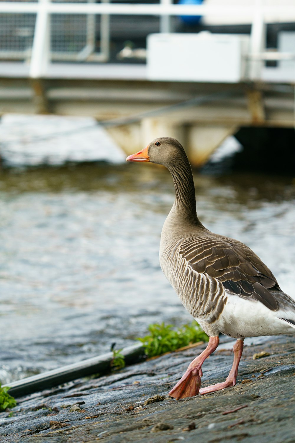 a duck standing on the side of a river next to a bridge