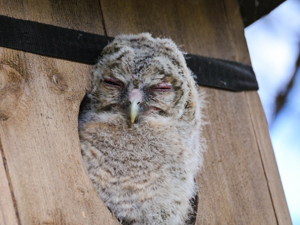 a baby owl with its eyes closed sitting in a nest