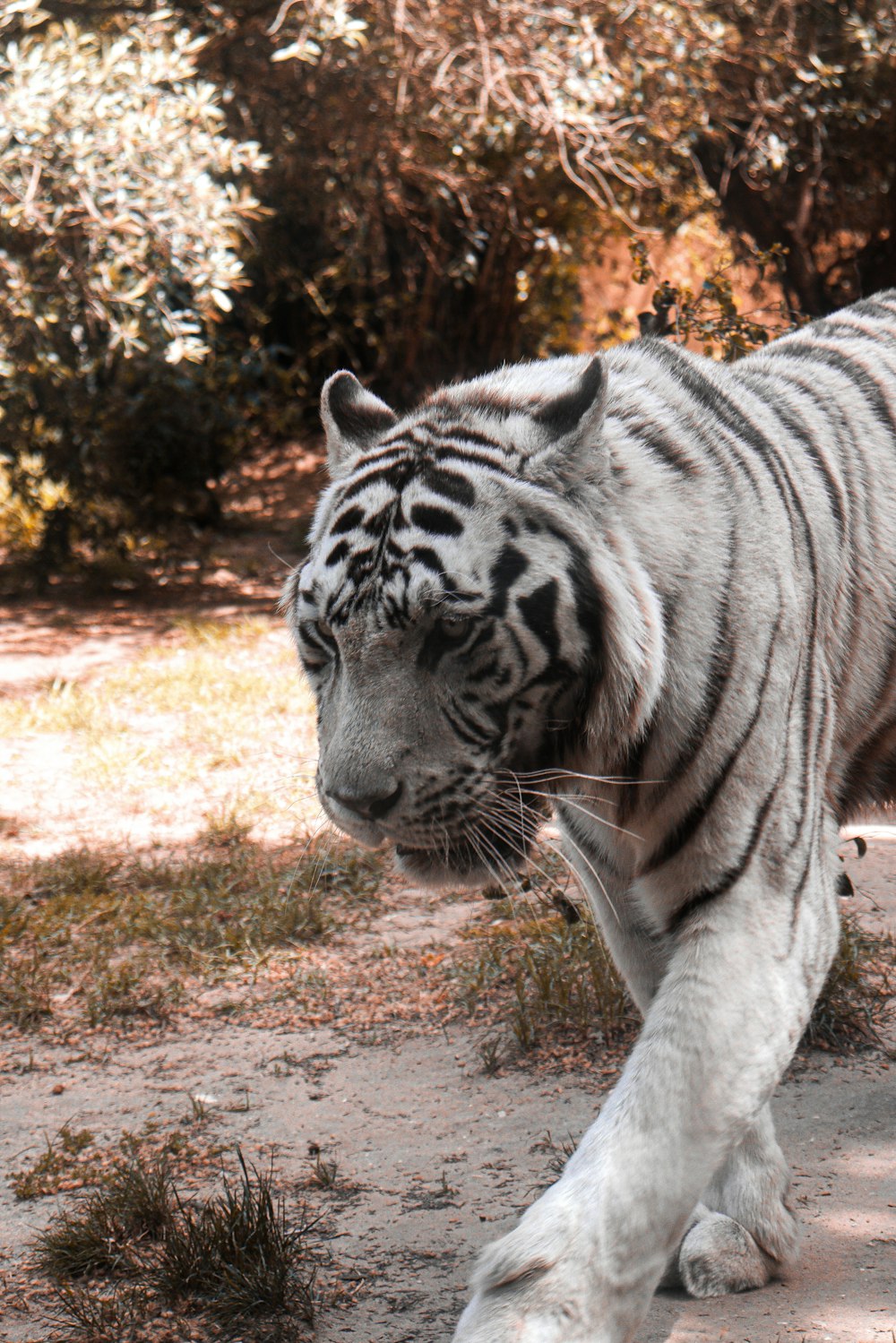 a white tiger walking across a dirt field