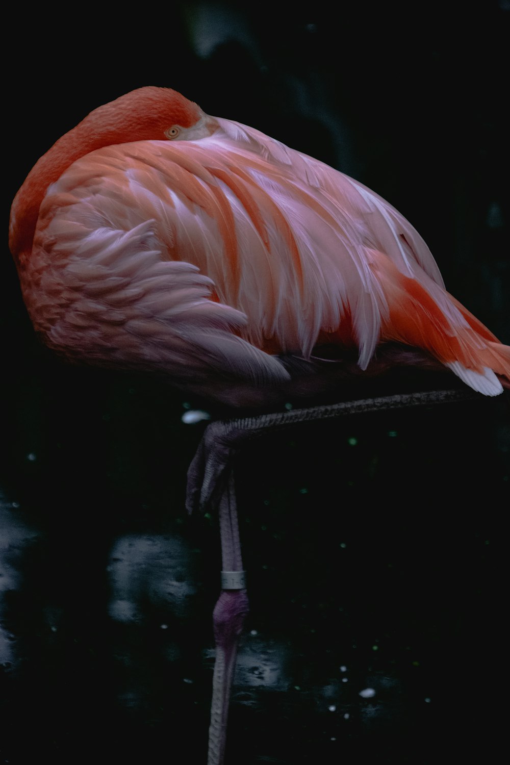 a pink flamingo standing on a black surface