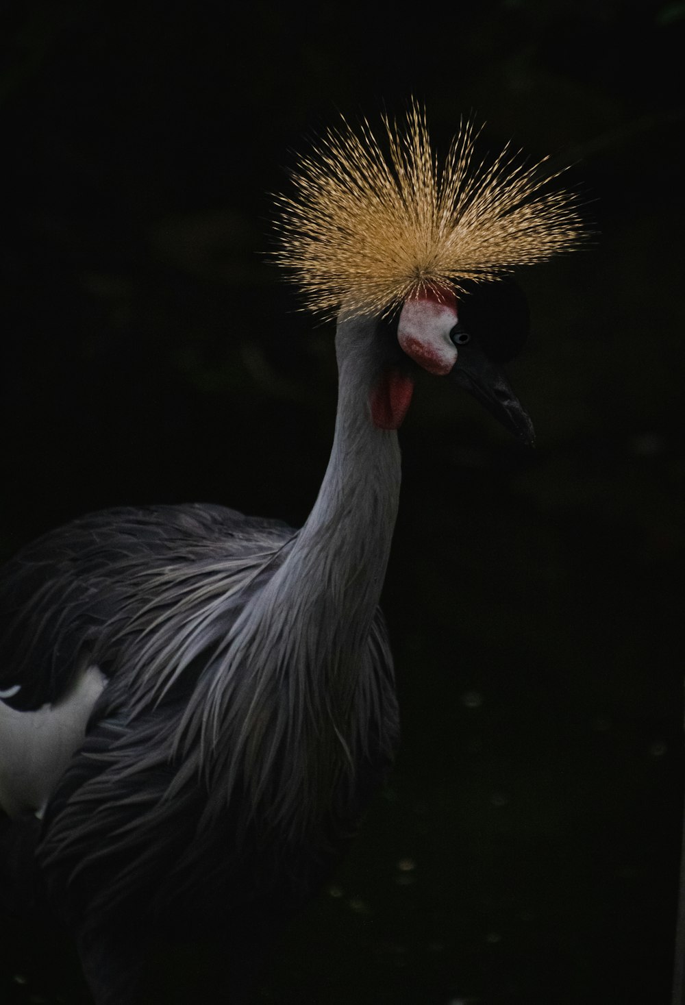 a bird with a yellow mohawk on its head