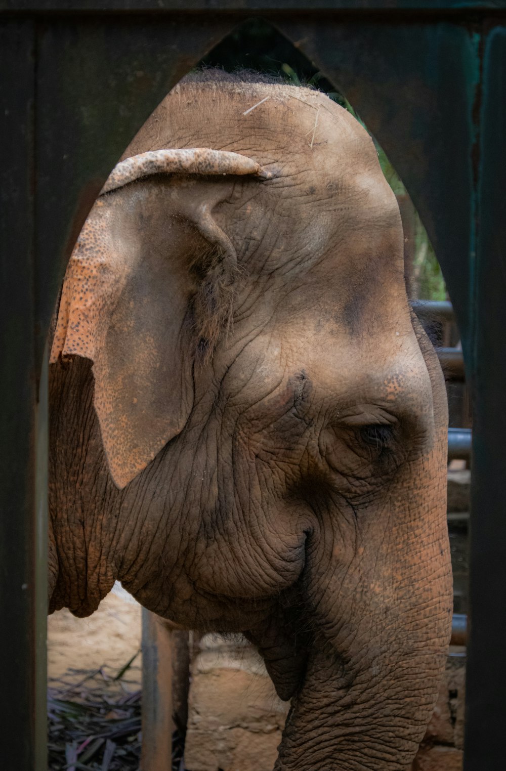 a close up of an elephant behind a fence