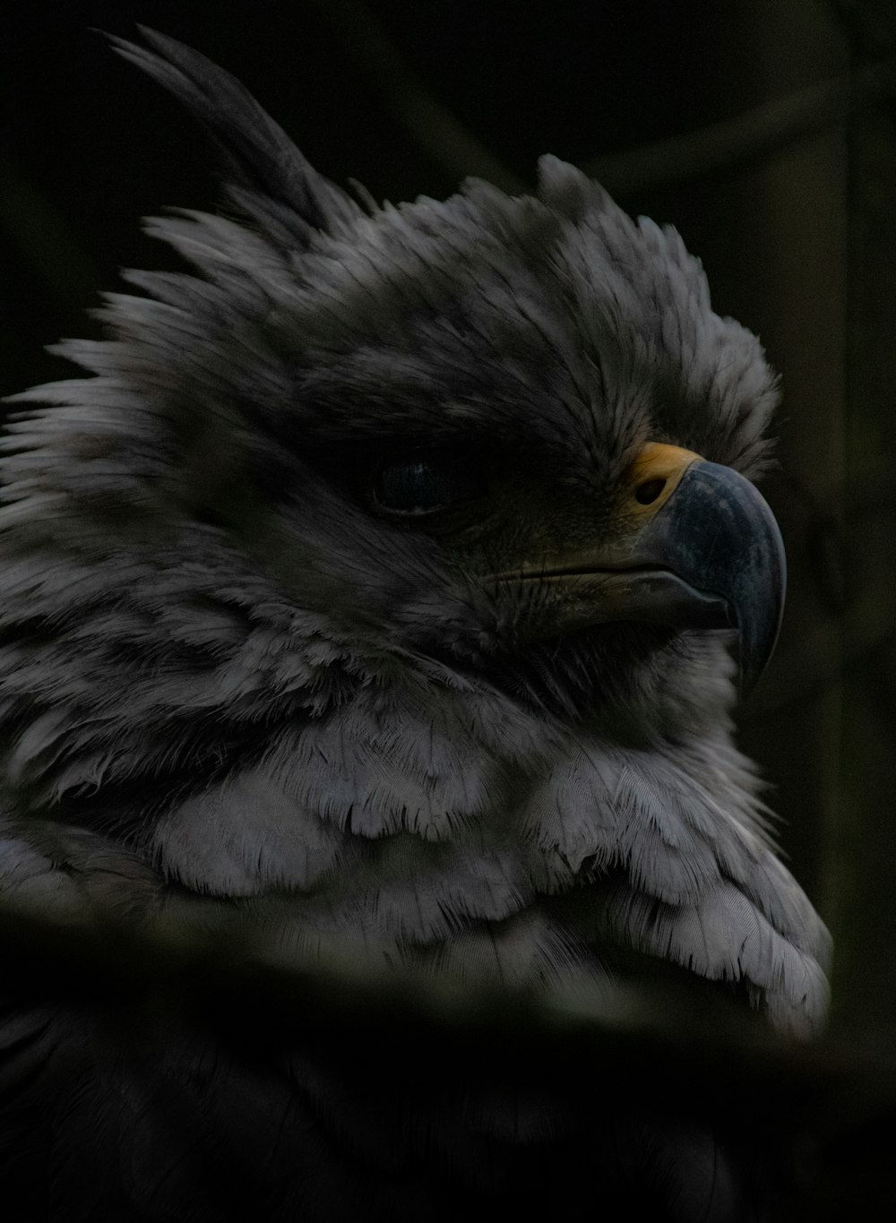 a close up of a bird of prey