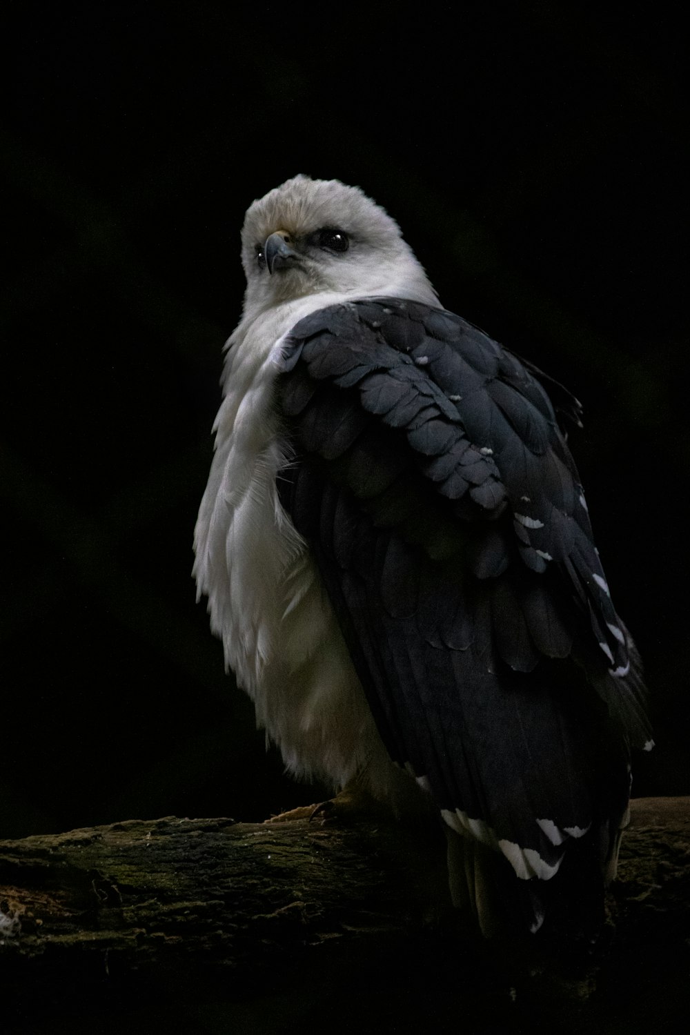 a black and white bird sitting on top of a tree branch