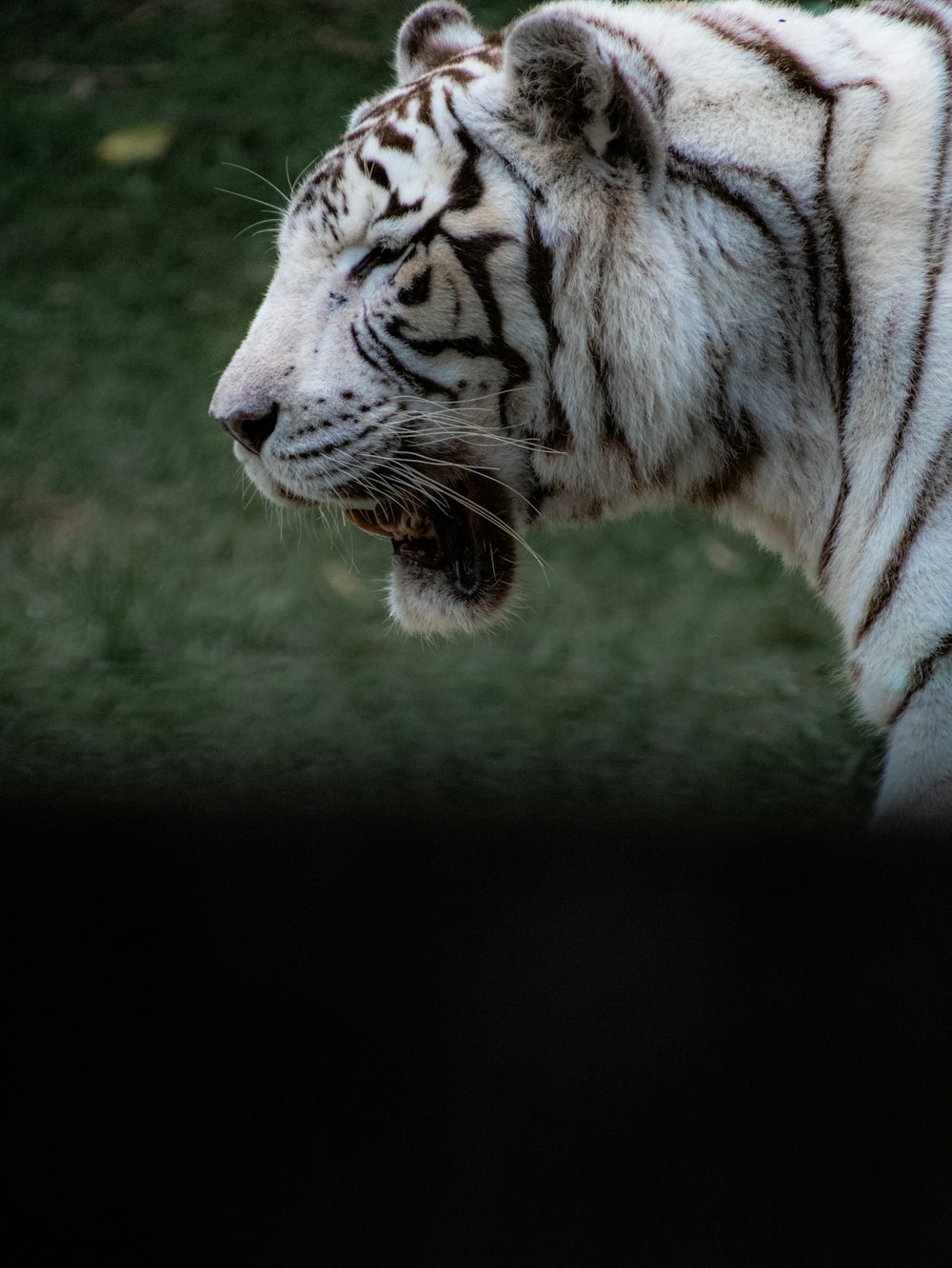 a white tiger with its mouth open showing teeth