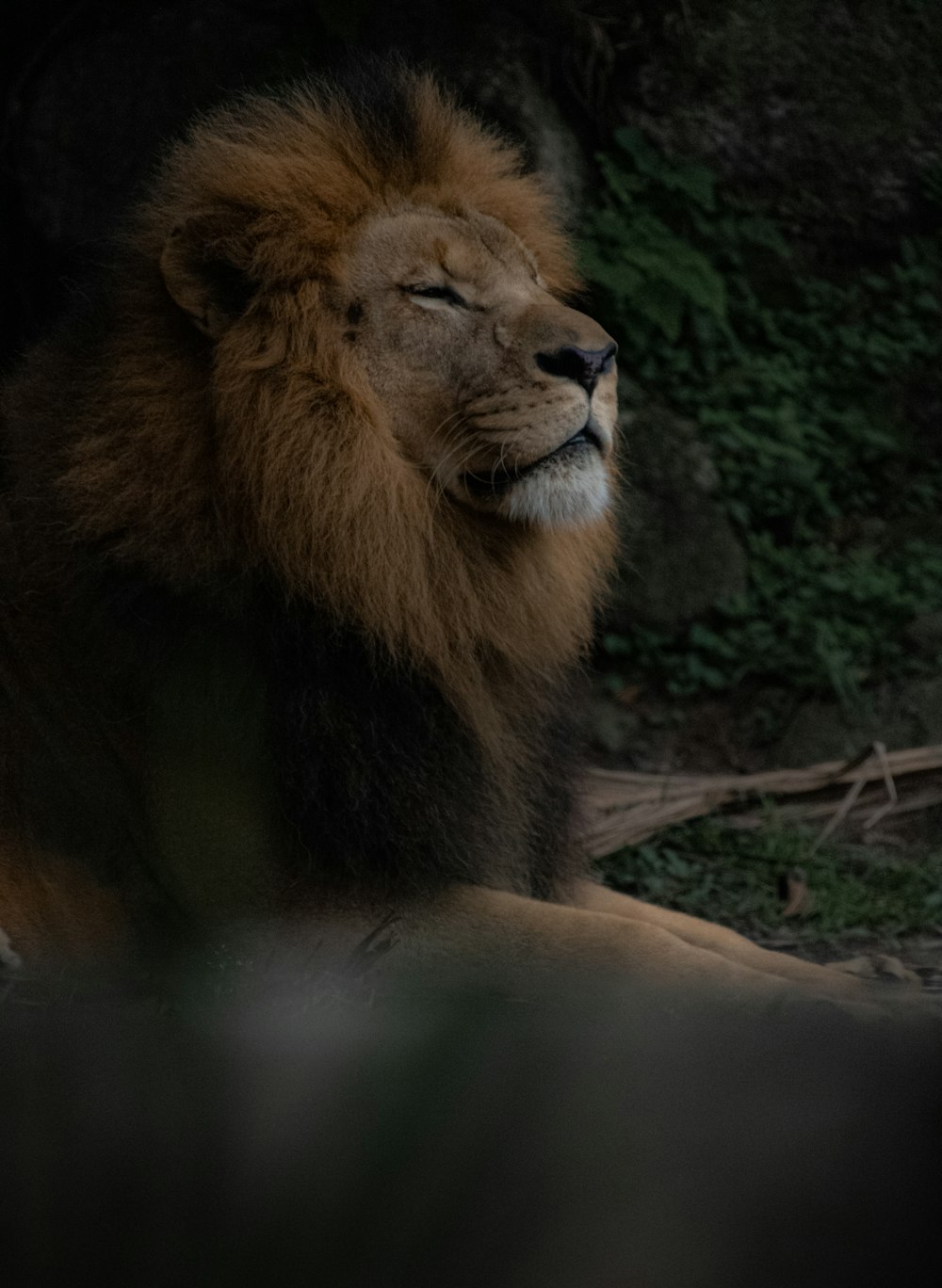 Ein Löwe sitzt im Schatten eines Baumes