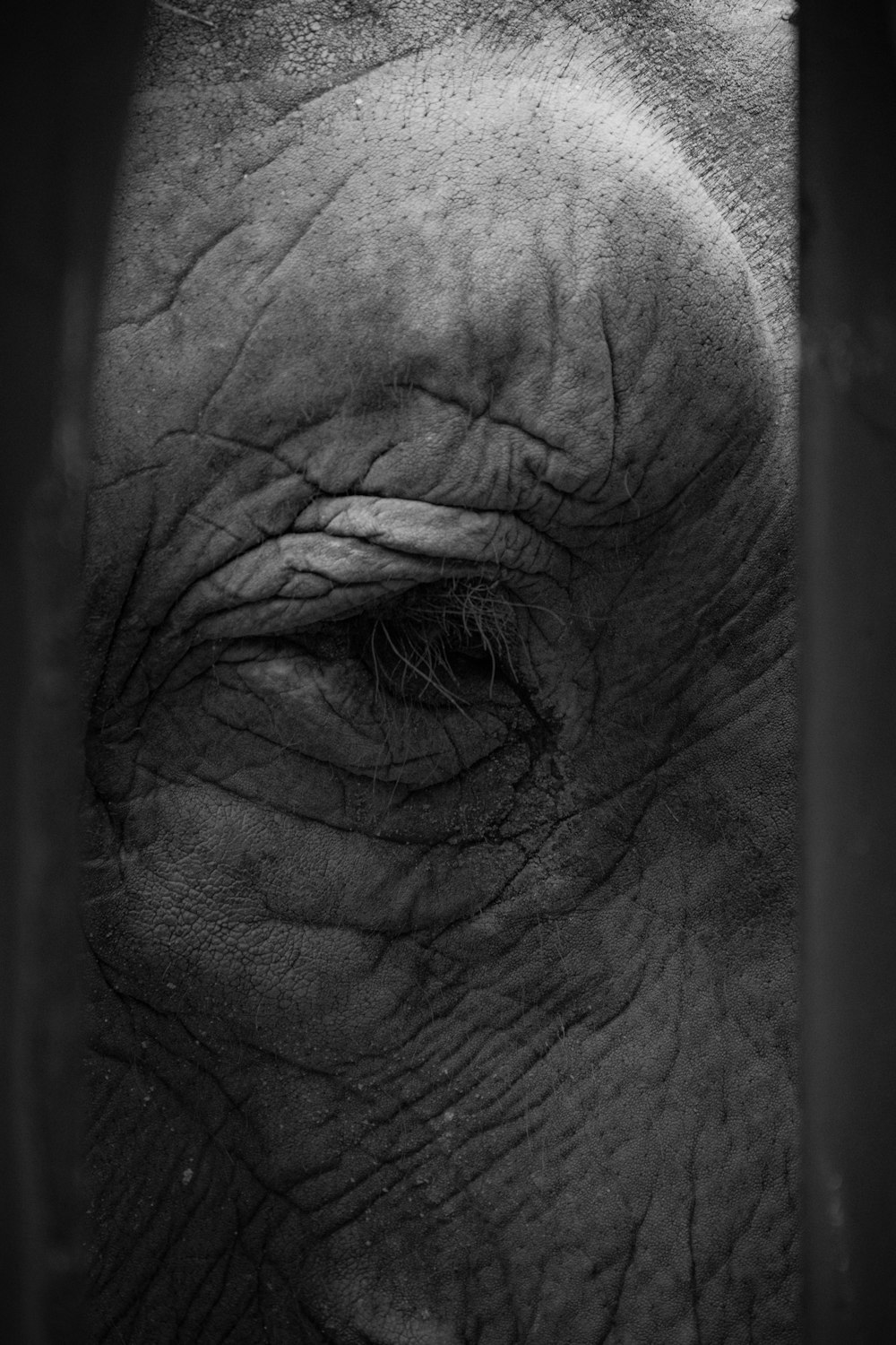 a close up of an elephant's eye with wrinkles