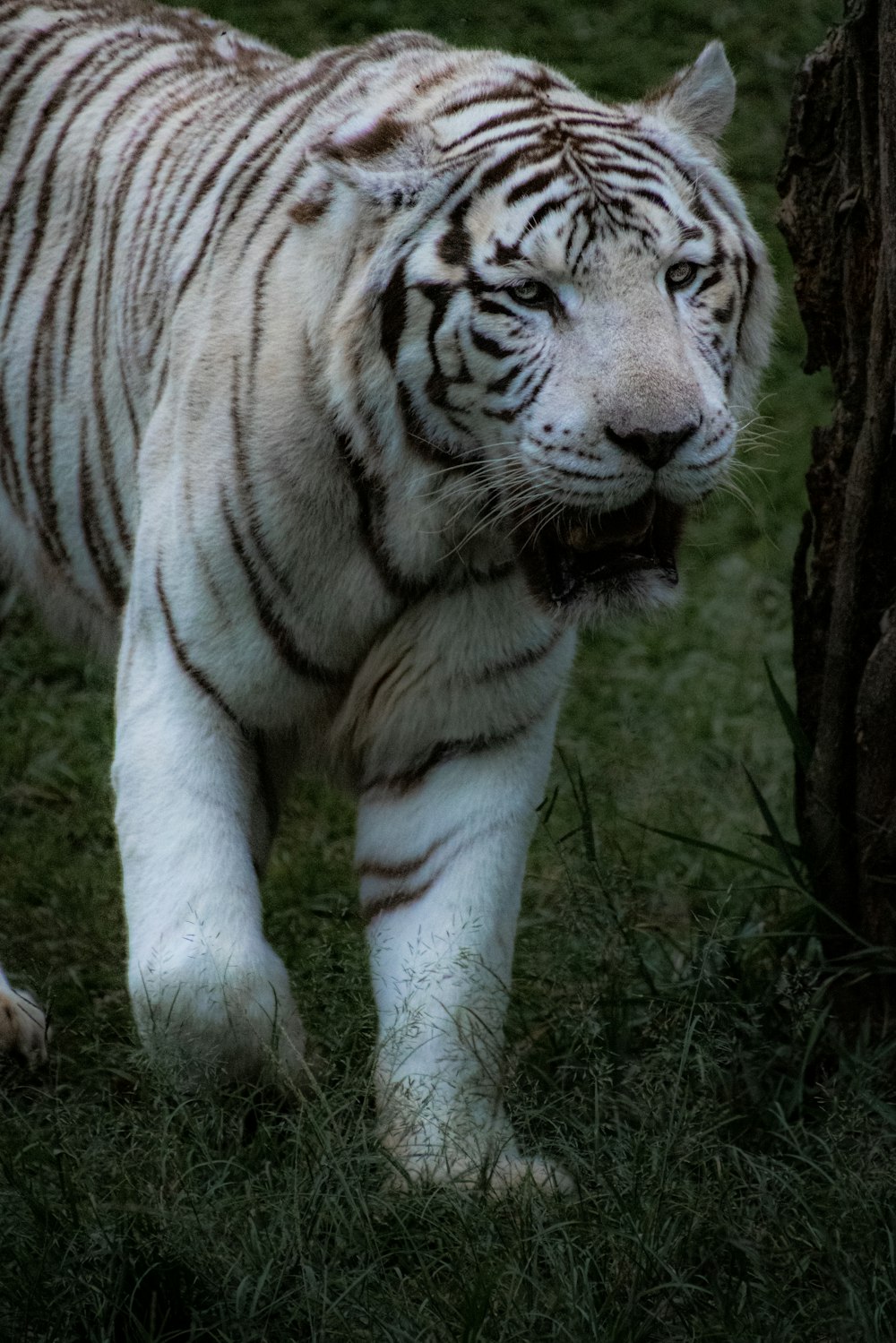 a white tiger standing next to a tree