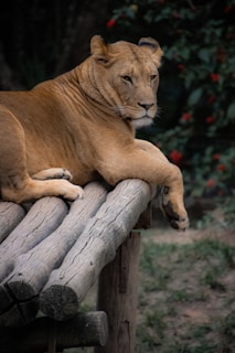 A lioness is lounging on a wooden platform, appearing relaxed and regal. Its fur is light brown and blends with the color of the wood. There are green leaves and some red flowers in the background, contributing to a natural setting.