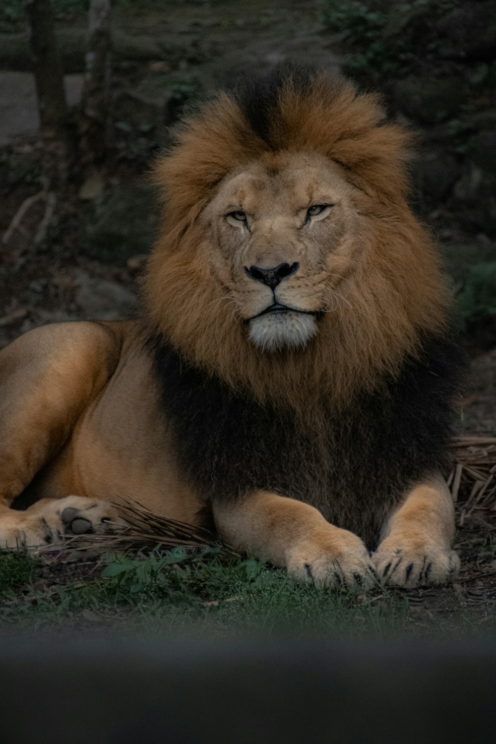 a large lion laying on top of a lush green field