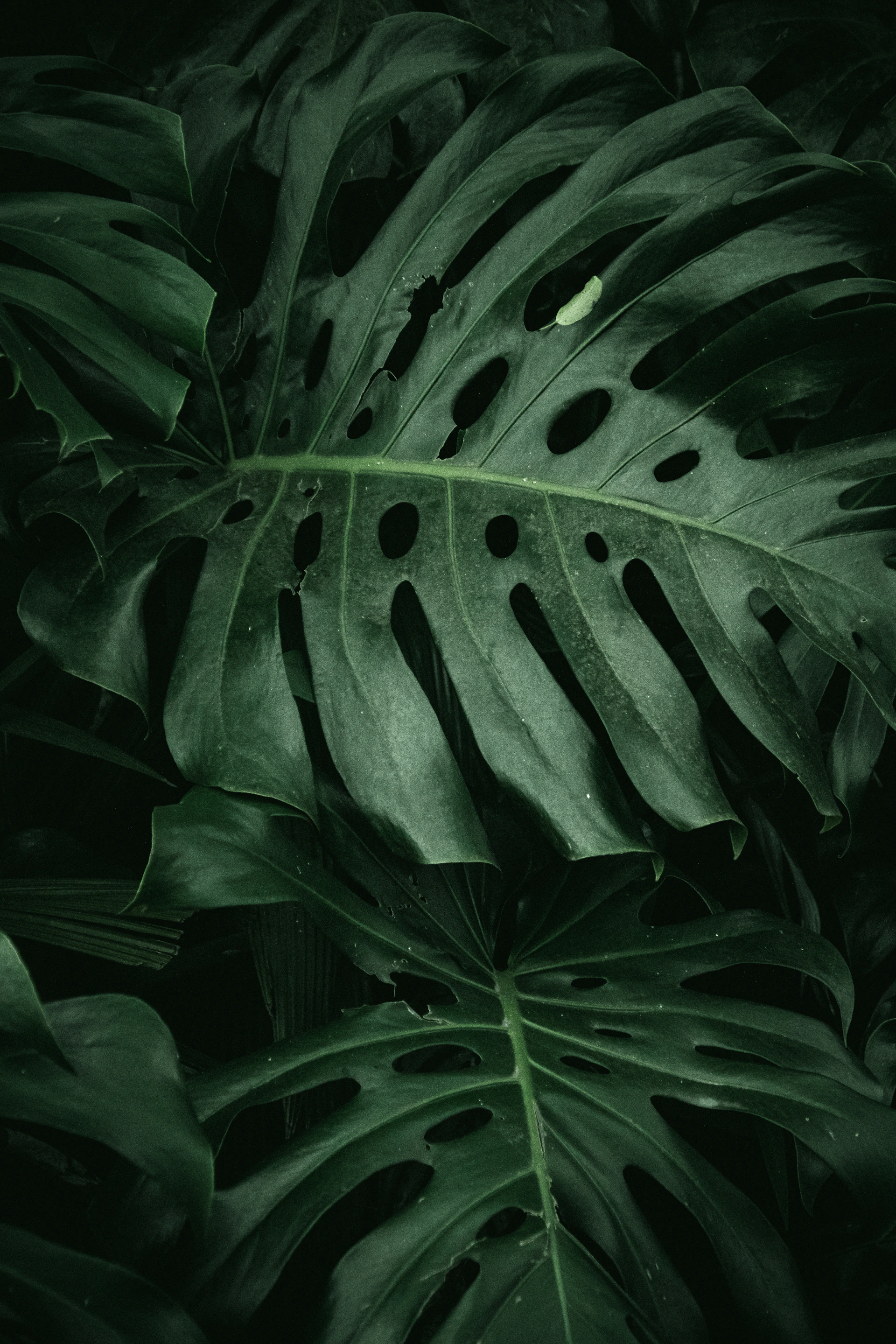 a large green leaf with holes in it
